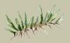 Tundra grass.jpg