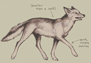 File:Coyote.jpg