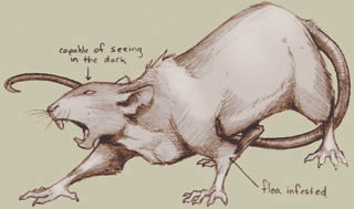 File:Giant rat.jpg