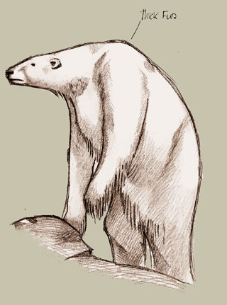 File:Polar bear.jpg
