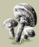 Blackhook mushroom.jpg