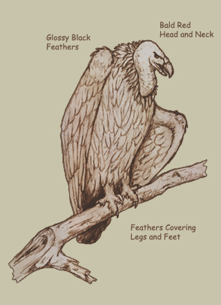 File:Colossus vulture.jpg