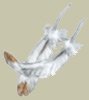 File:Ptarmigan feathers.jpg