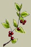 Marallis Berries