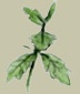 Acantha Leaf