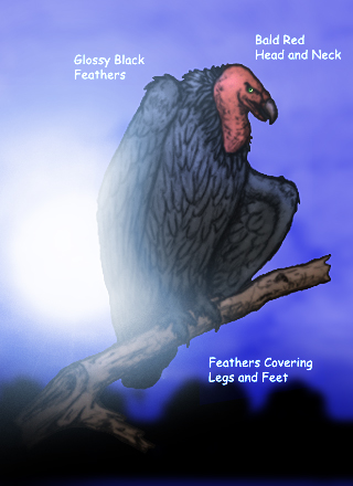 Colossus Vulture