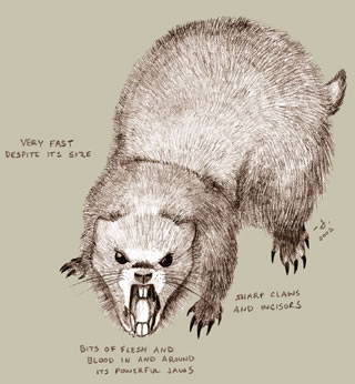 File:Giant marmot.jpg