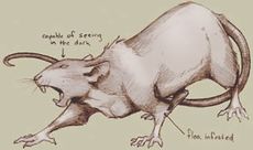 Giant rat.jpg