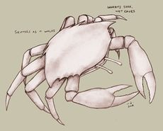 Pale crab.jpg