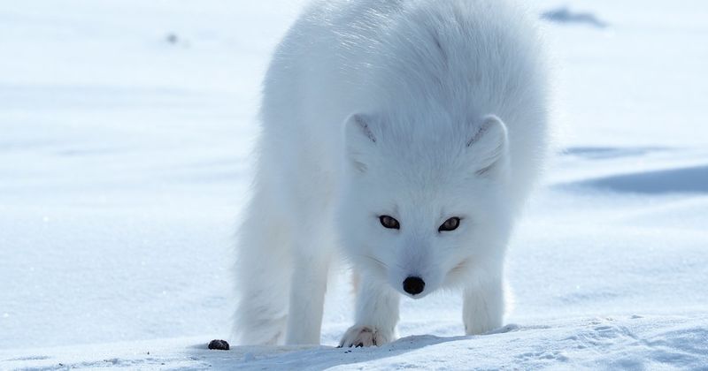 File:Arctic fox.jpg