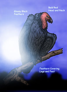 Colossus Vulture Colored.jpg